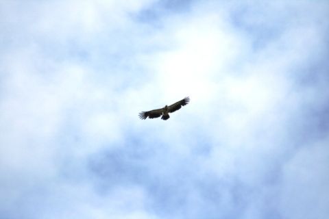 1990 Chevrolet Suburban - A bird soars through the sky on a cloudy day.