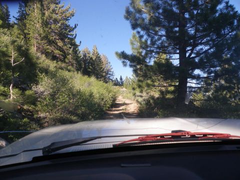1991 Ford Bronco - View from inside a vehicle driving on a dirt road surrounded by trees.