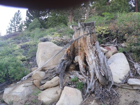 1991 Ford Bronco - A weathered tree stump sits among large rocks on a hillside covered in vegetation.