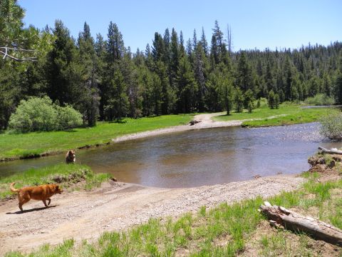 1991 Ford Bronco - Two dogs are near a river crossing in a wooded area on a sunny day.