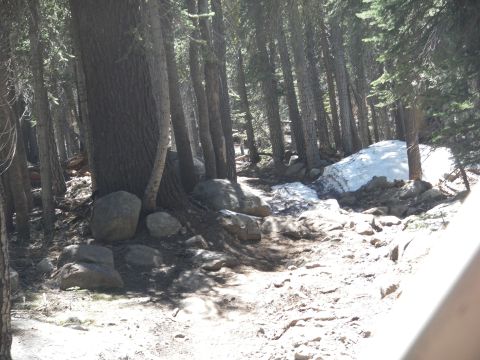 1991 Ford Bronco - A wooded trail winds through trees, with a large patch of snow visible on the right side of the path.