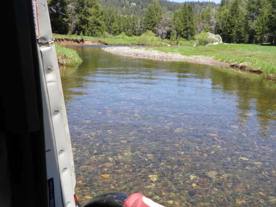 View of a clear river with a rocky bottom, surrounded by green grass and pine trees