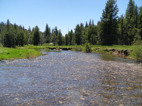 1991 Ford Bronco - A clear river flows through a meadow surrounded by pine trees under a bright blue sky.