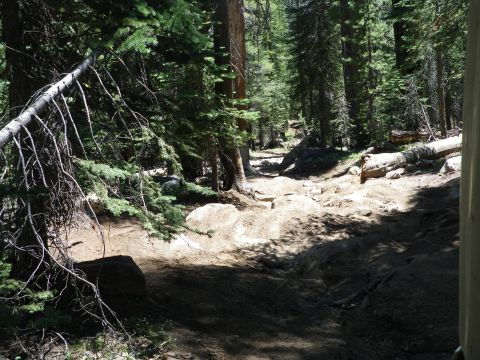 1991 Ford Bronco - A rough forest trail with tire tracks visible on the dirt path.