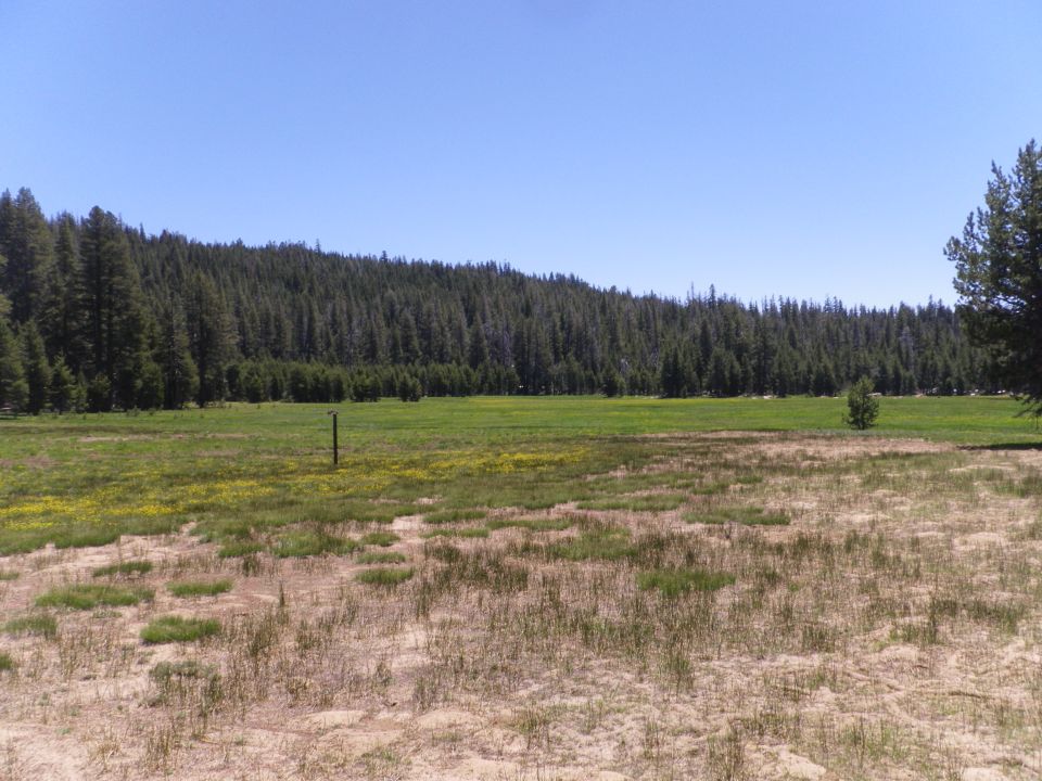 Wide view of a grassy meadow with trees and a clear blue sky. Supermotors.net logo visible
