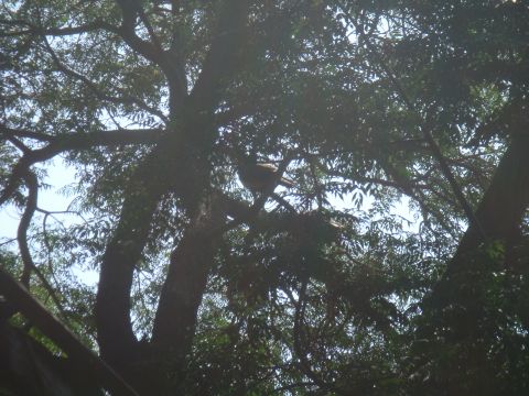 Bird perched on a tree branch, surrounded by leaves and sky