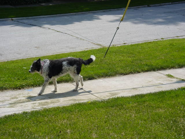 My dog, may she feel better now.  had to be put down today, great dog for 15 years.