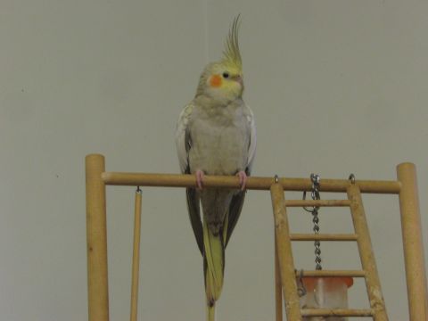1968 Ford Mustang - A cockatiel with a prominent yellow crest and orange cheek patches sits on a wooden perch, with a small ladder structure to its right.