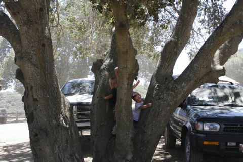 1989 Ford Bronco - Two boys are climbing a tree, with two SUVs parked behind them in a wooded area.