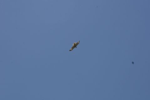1989 Ford Bronco - An airplane is seen in flight against a clear blue sky, with a watermark for Supermotors.net at the bottom right.