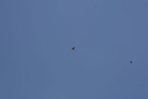 1989 Ford Bronco - A bird is captured mid-flight against a vast expanse of blue sky.