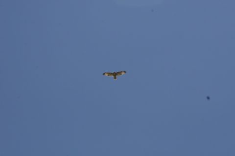1989 Ford Bronco - A bird soars against a clear blue sky, with a website logo in the corner.