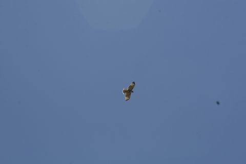 1989 Ford Bronco - A bird is captured in mid-flight against a vast expanse of blue sky.