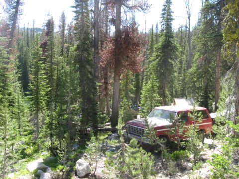 1981 Ford Bronco - A red 1981 Ford Bronco is parked off-road amidst a dense forest landscape.