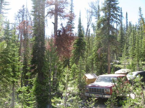 1981 Ford Bronco - A red SUV is parked in a wooded area, partially obscured by trees.