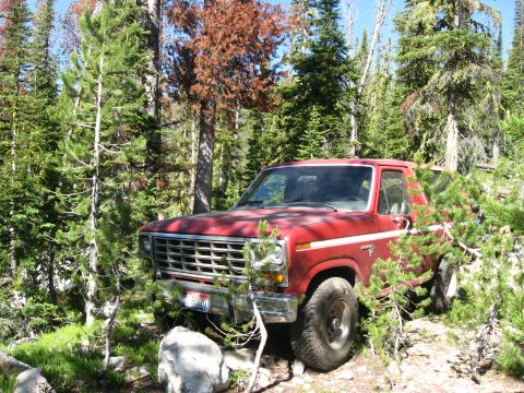 1981 Ford Bronco - A red 1980 Ford Bronco is partially obscured by trees and brush in a wooded area.