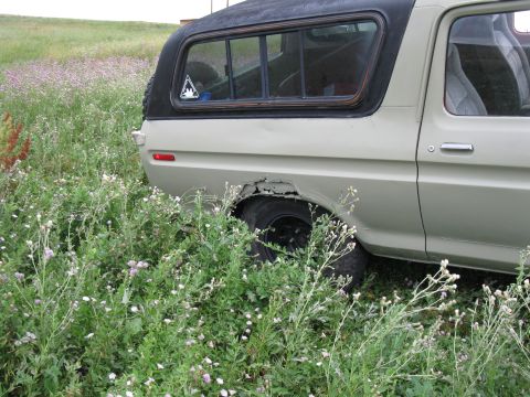 1978 Ford Bronco - Rear side view of a 1978 Ford Bronco showing rust on the wheel arch, surrounded by vegetation.
