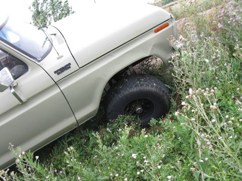1978 Ford Bronco - A vintage Ford Bronco is partially obscured by overgrown vegetation, highlighting its front quarter panel and wheel.