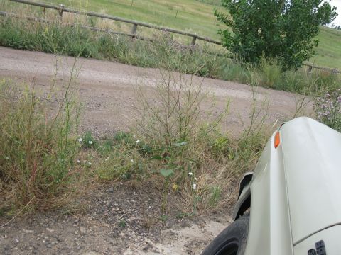 1978 Ford Bronco - Partial view of a vehicle's front corner, showing the fender and turn signal. A dirt road is visible behind it.