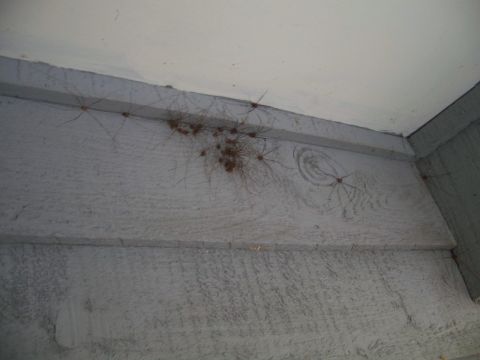 1971 Ford Ranchero - A cluster of harvestmen spiders are visible on the exterior siding of a building.