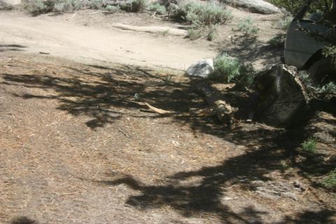 1991 Ford Bronco - A light-colored SUV is seen from the side, partially obscured by foliage and a fallen tree trunk in a natural setting.
