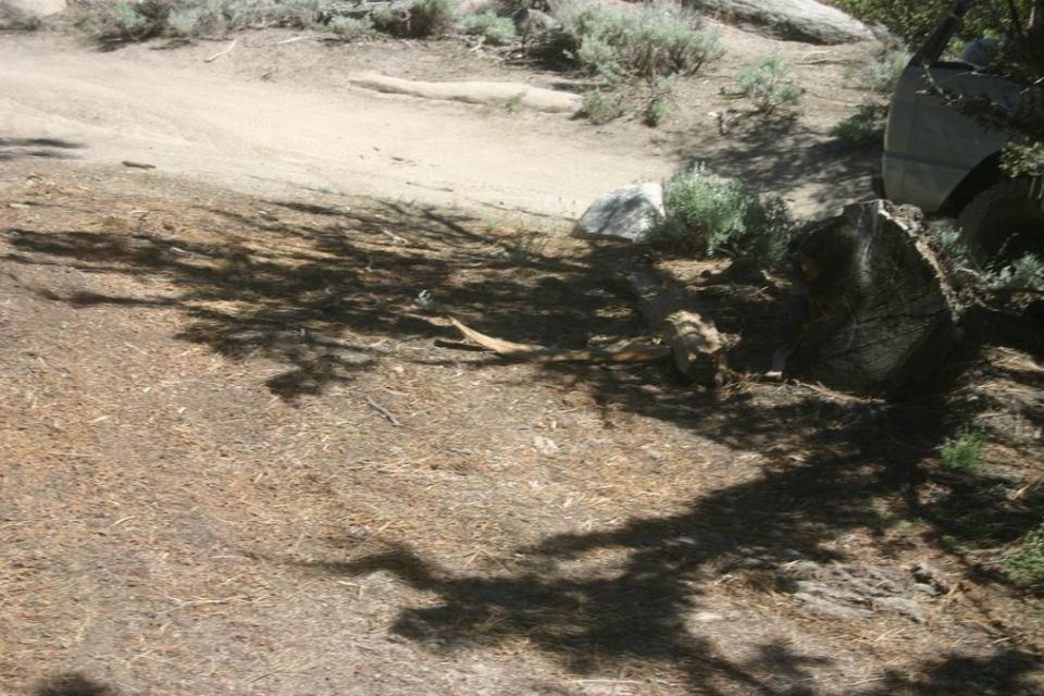 Side view of a light-colored SUV partially hidden by trees and a log