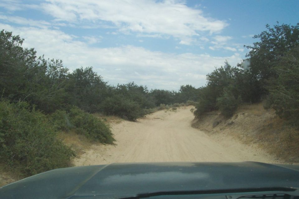 dirt road ahead with trees and brush on both sides, taken from inside a vehicle