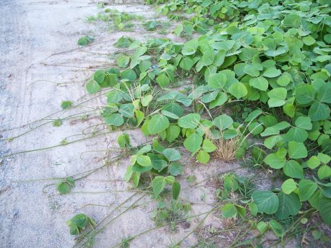 1971 Ford Ranchero - Vegetation has overtaken a dirt path, obscuring any tire tracks.
