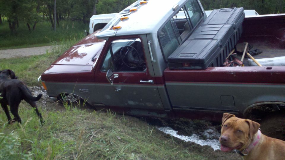 Maroon and gray Ford F-150 stuck in mud, with a black dog and a brown dog nearby