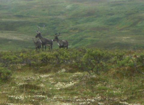 2000 Ford E350 - Three reindeer stand in a grassy tundra landscape with low-lying bushes.