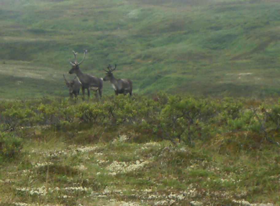 Three reindeer in a grassy tundra landscape