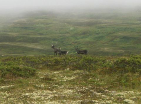2000 Ford E350 - Reindeer in a misty, green field with scattered white flowers and low-lying vegetation.