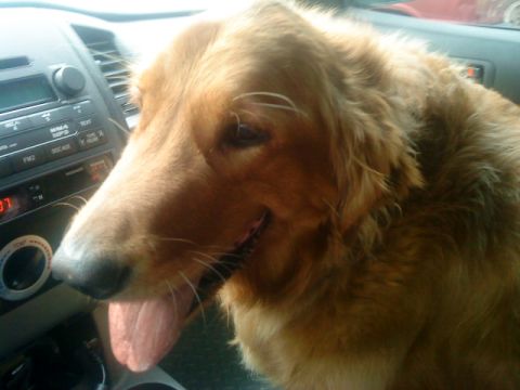2000 Ford Crown Victoria - A golden retriever enjoys a car ride, with the dashboard and radio visible.