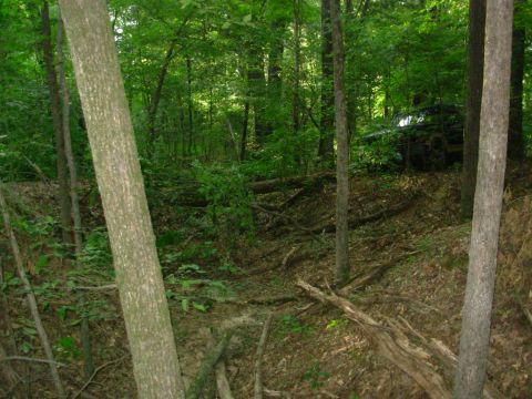 1983 Ford Bronco - A dark-colored SUV is visible off-road, surrounded by dense forest and fallen logs.