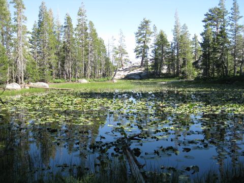 1986 Ford Bronco - A pond filled with lily pads is surrounded by tall pine trees under a clear blue sky.