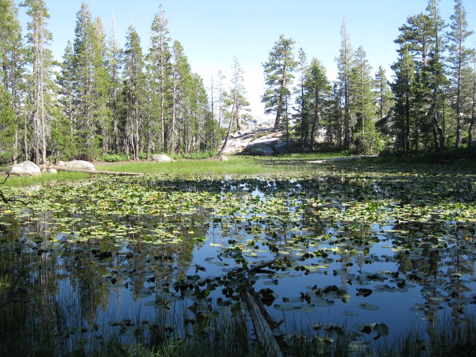 Pond with lily pads and trees