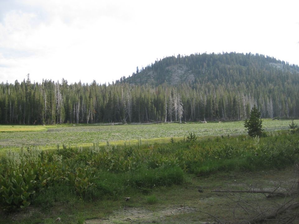 Mountain landscape with dense pine forest, a green meadow, and scattered trees under a bright sky
