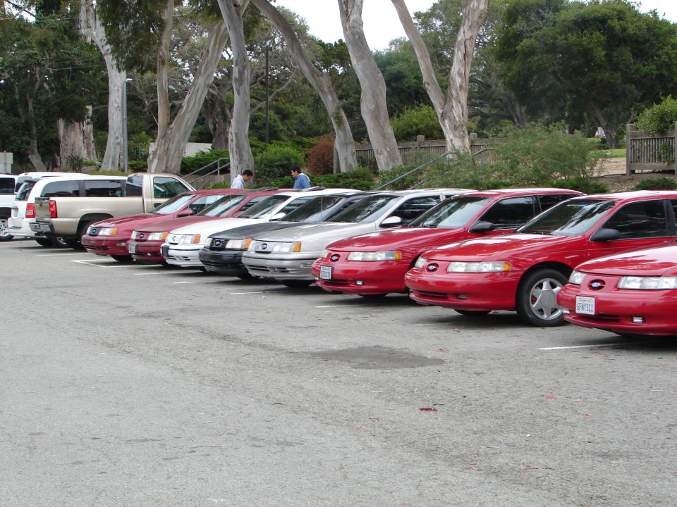 Row of red, silver and white Ford Taurus sedans parked at a club meet under eucalyptus trees