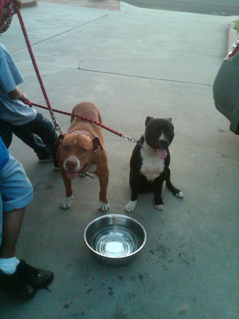 1982 Ford Bronco - Two pit bulls, one brown and one black and white, are leashed and sit near a metal water bowl on a concrete surface.