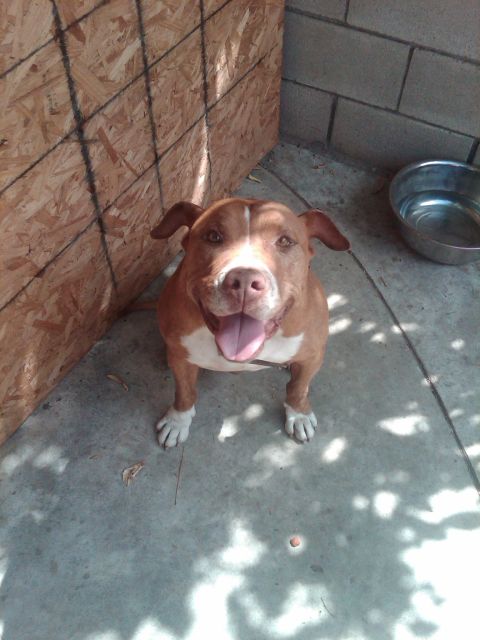 1982 Ford Bronco - A happy pit bull dog sits on a concrete floor, looking up with its tongue out.