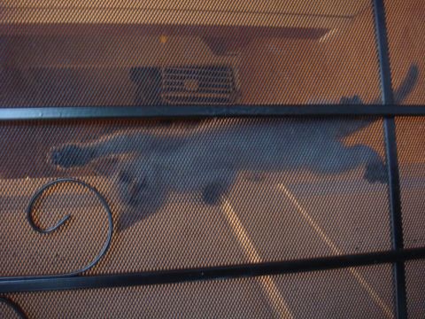 1992 Ford Bronco - A cat's silhouette is visible through a mesh screen.