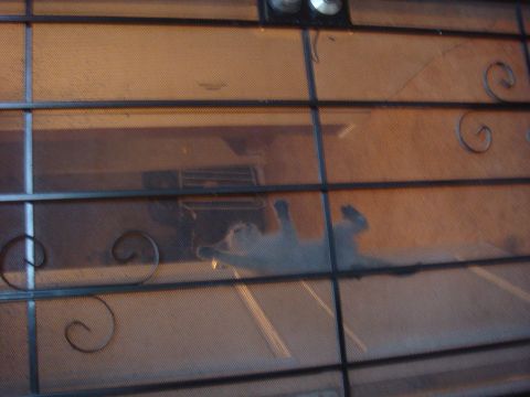 1992 Ford Bronco - A cat lounges on its back, visible through a decorative screen door.