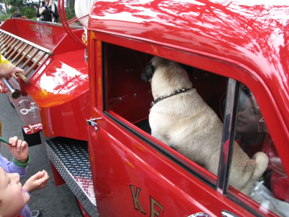 Pug dog in a red fire truck cab, with a ladder visible