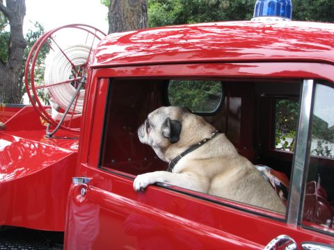 2004 Chrysler PT Cruiser - A pug dog sits in the cab of a red fire truck, looking out the window.