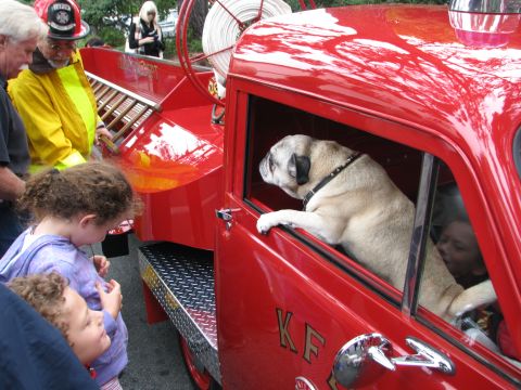 2004 Chrysler PT Cruiser - A pug peeks out from the driver's side window of a vintage red fire truck, attracting the attention of onlookers.