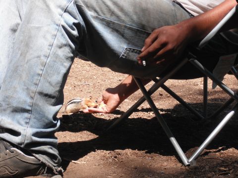 1991 Ford Bronco - A person is feeding a chipmunk by hand while sitting in a folding chair.
