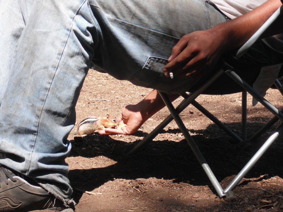 Person in jeans feeding a chipmunk from their hand