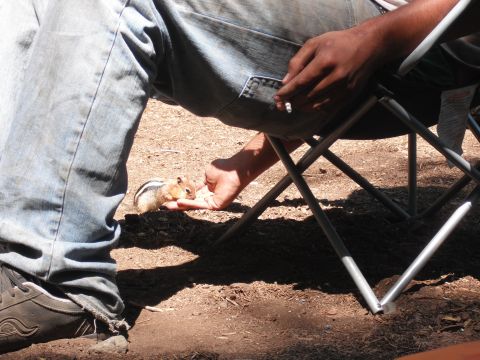 1991 Ford Bronco - A person offers food to a chipmunk while sitting outdoors.