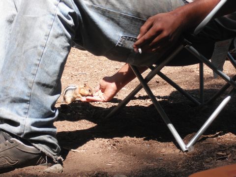 1991 Ford Bronco - A person in jeans feeds a chipmunk from their hand while sitting in a folding chair outdoors.