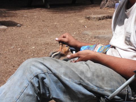 1991 Ford Bronco - A person in jeans and a t-shirt feeds a chipmunk from their hand, with a bag of snacks on their lap.